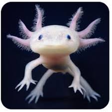 axolotal