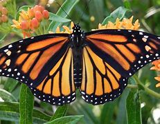 Monarch butterfly